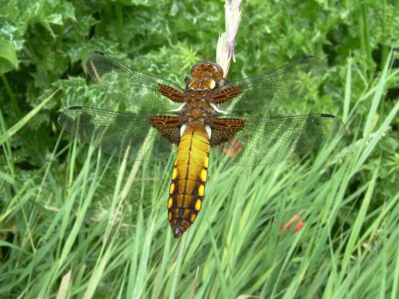 Libellula depressa